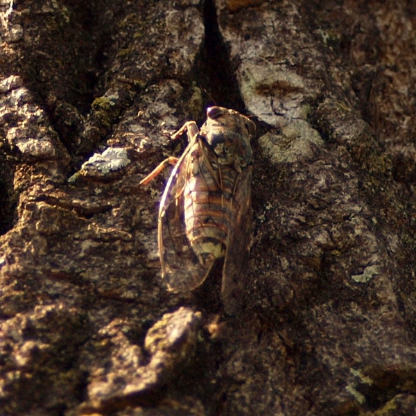 Cicada orni?